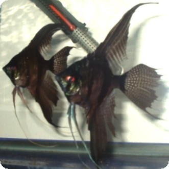 Angelfish - Black Lace Veil - Small Angelfish - Black Lace Veil - Small